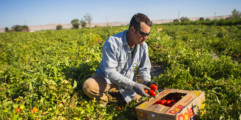 Yakima Valley U-pick Farms