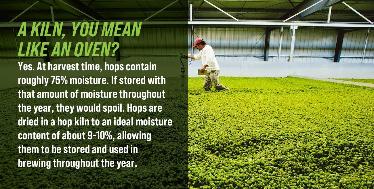 Yakima Valley Field Guide to Hops