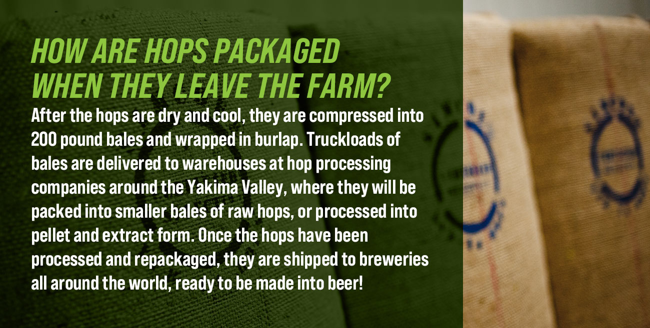 Yakima Valley Field Guide to Hops