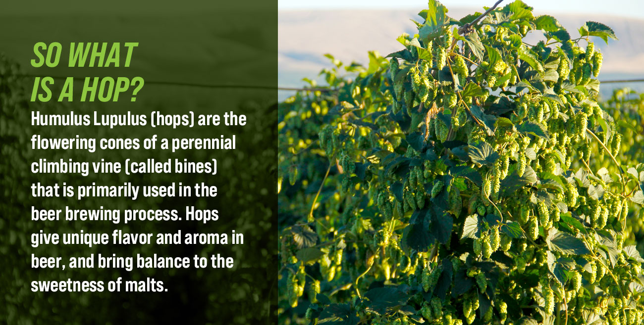 Yakima Valley Field Guide to Hops
