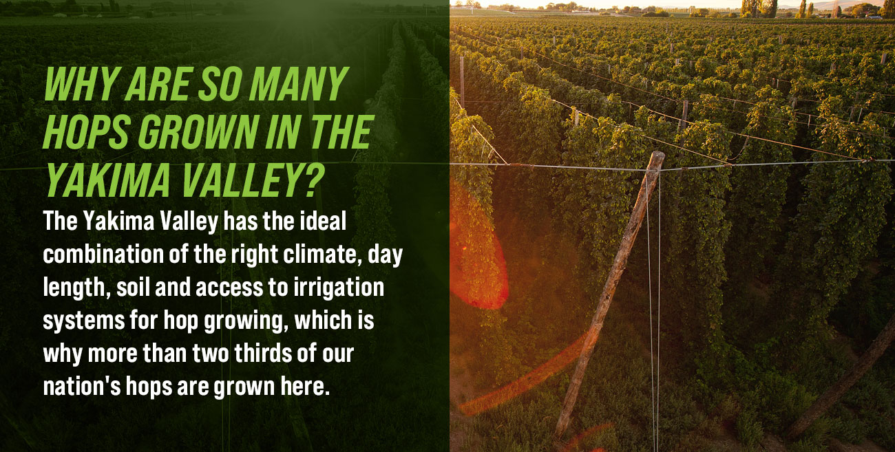 Yakima Valley Field Guide to Hops
