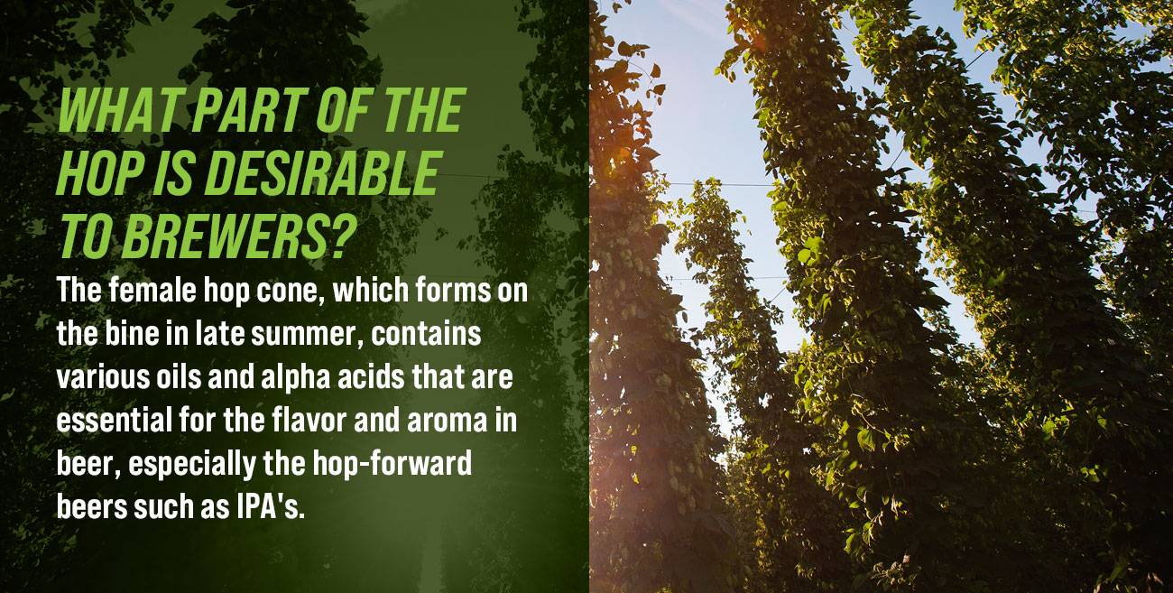 Yakima Valley Field Guide to Hops