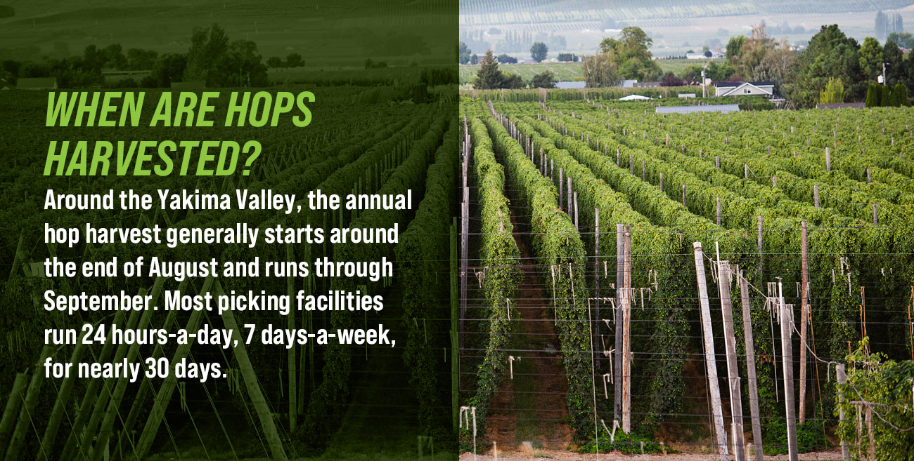 Yakima Valley Field Guide to Hops