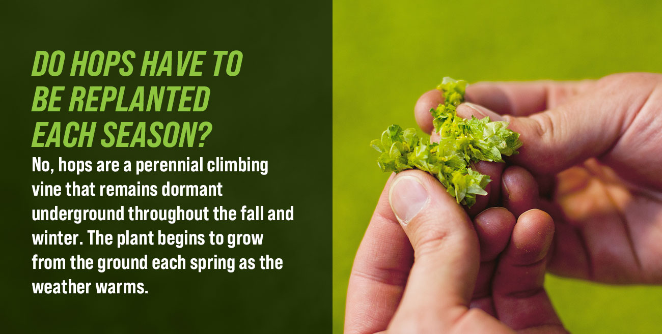 Yakima Valley Field Guide to Hops