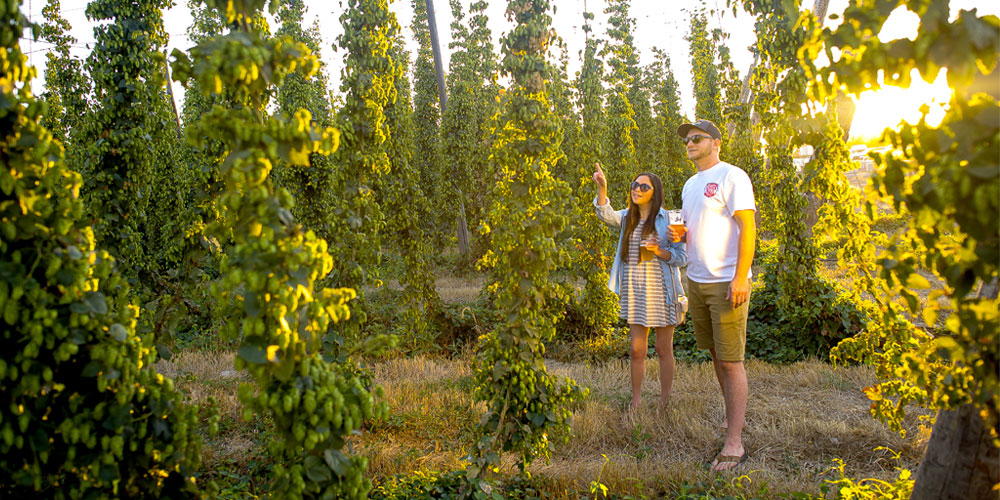 Yakima Valley Field Guide to Hops
