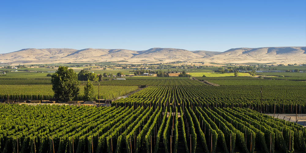Yakima Valley Hops and Beer Trip Idea