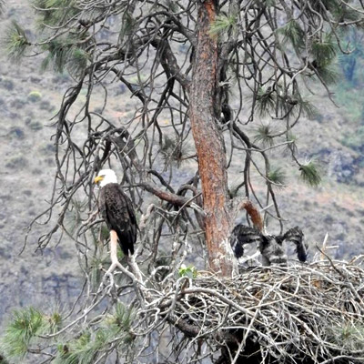 Yakima River Canyon Wildlife Viewing