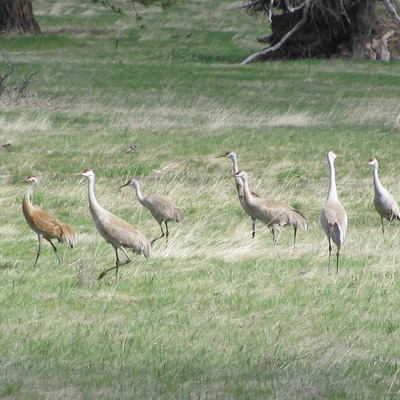 Toppenish Wildlife Preserve
