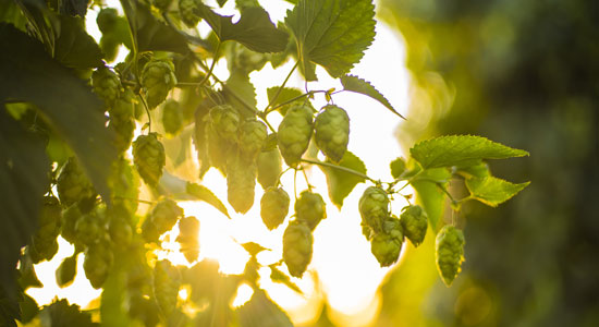 Moxee Hop Festival - Yakima Valley