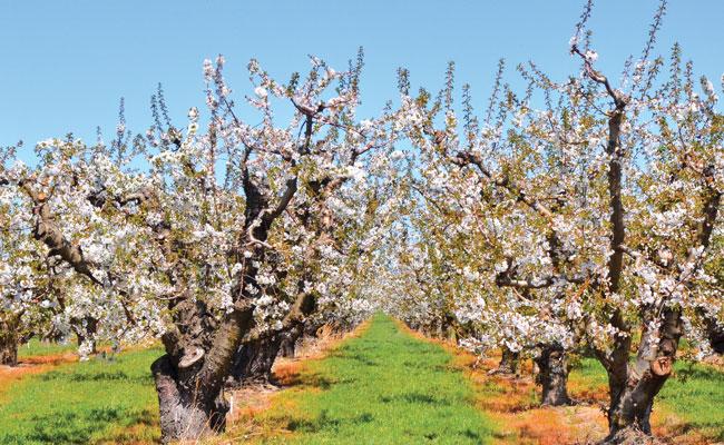 Scenic Drive through the Orchards in Bloom - Yakima Valley