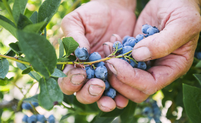 Blueberry Hills Berries - Yakima Valley U-pick Farm