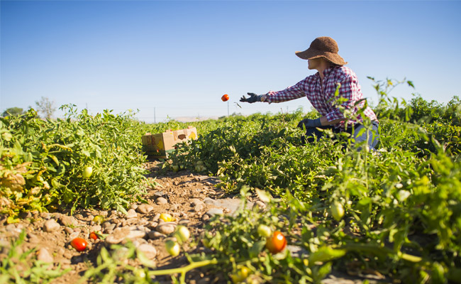 Imperial's Garden - Yakima Valley Farm Stand
